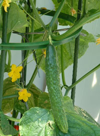 �L���E���@�n�C�|�j�J�@�ƒ�؉�